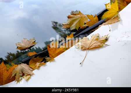 Herbstblatt auf der Windschutzscheibe eines Autos unter der Bürste Stockfoto
