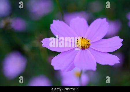 Strahlend rosa Kosmos aka Aster Blumen Flosse: kosmos kukka Stockfoto