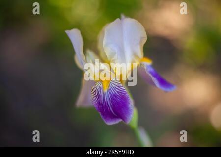 Violette Blüten. Helle Blumen im Garten. Stockfoto