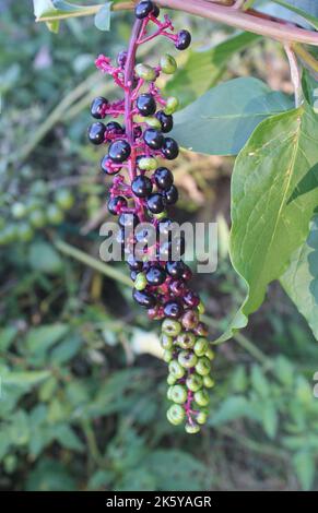 Dunkelviolette Beeren, die auf einem Arm einer Pokeweed-Pflanze reifen Stockfoto