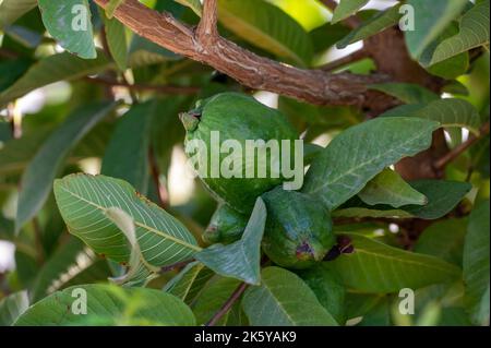 Gewöhnliche tropische Guava-Pflanze mit leckeren aromatischen Früchten, die in der Nähe von Paphos, Zypern, wächst Stockfoto