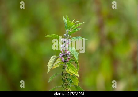 Heilpflanze Leonurus cadriaca oder Mutterkraut, die im Sommer im Garten wächst Stockfoto