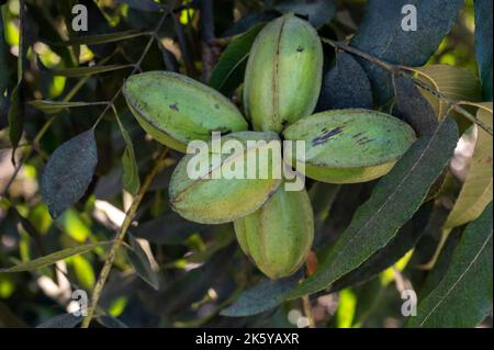 Plantage von Pekannussbäumen in der Nähe von Paphos mit grünen unreifen Nüssen, Zypern Stockfoto