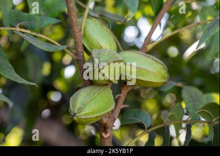 Plantage von Pekannussbäumen in der Nähe von Paphos mit grünen unreifen Nüssen, Zypern Stockfoto