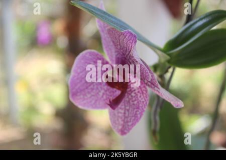 Selektiver Fokus von rosa Doritaenopsis (Phalaenopsis) Orchideen im Garten. Mit unscharfem Hintergrund. Verwendung von natürlichen Hintergründen. Stockfoto