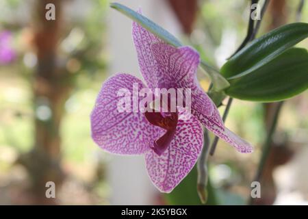 Selektiver Fokus von rosa Doritaenopsis (Phalaenopsis) Orchideen im Garten. Mit unscharfem Hintergrund. Verwendung von natürlichen Hintergründen. Stockfoto
