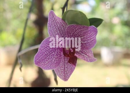 Selektiver Fokus von rosa Doritaenopsis (Phalaenopsis) Orchideen im Garten. Mit unscharfem Hintergrund. Verwendung von natürlichen Hintergründen. Stockfoto