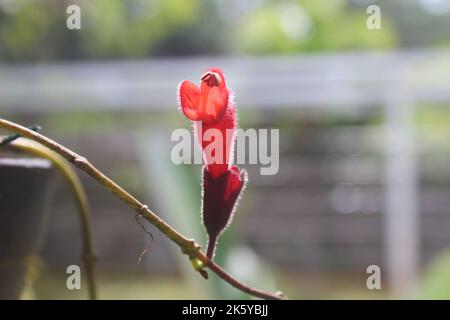 Nahaufnahme von schönen roten Aeschynanthus-Blüten auf verschwommenem Hintergrund. Der lateinische Name ist Aeschynanthus poulcher. Aeschynanthus Lippenstift Zimmerpflanze zu Hause Stockfoto