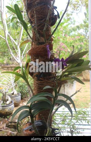 Selektiver Fokus der schönen lila larat Orchideenblüten im Garten. Mit dem lateinischen Namen Dendrobium bigibbum. Sakda Blue. Stockfoto