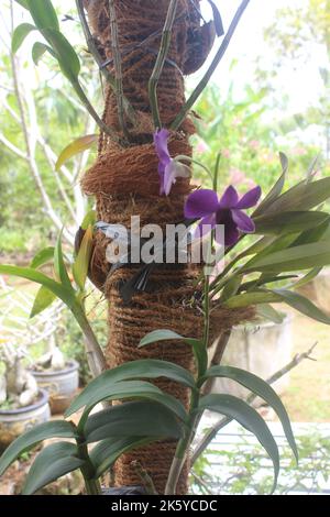 Selektiver Fokus der schönen lila larat Orchideenblüten im Garten. Mit dem lateinischen Namen Dendrobium bigibbum. Sakda Blue. Stockfoto