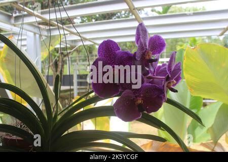 Selektiver Fokus der schönen Vanda reinen Wachs blauen 'PLE' Orchideenblüten im Garten. Unscharfer Hintergrund. Blaue Vanda-Orchidee. Stockfoto