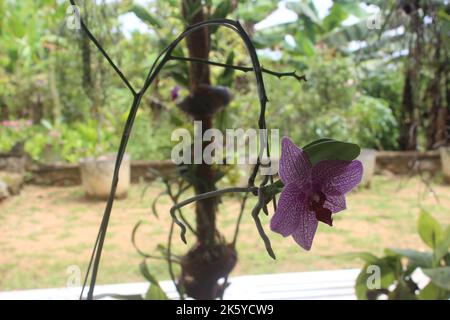 Lila Orchidee. Selektiver Fokus von rosa Doritaenopsis (pthalaenopsis) Orchideen im Garten mit verschwommenem Hintergrund. Stockfoto