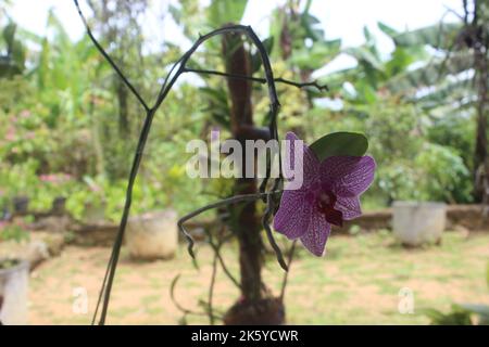 Selektiver Fokus von rosa Doritaenopsis (Phalaenopsis) Orchideen im Garten. Mit unscharfem Hintergrund. Verwendung von natürlichen Hintergründen. Stockfoto