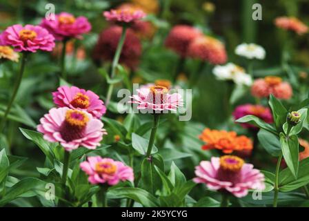 Zinnien blühen im Sommergarten Stockfoto