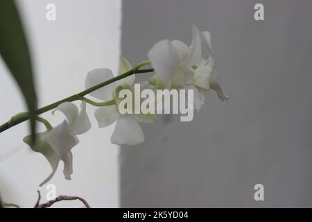 Selektiver Fokus der schönen weißen dendrobium nobile Orchideenblume im Garten auf verschwommenem Hintergrund. Stockfoto