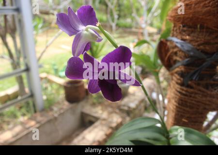 Selektiver Fokus der schönen lila larat Orchideenblüten im Garten. Mit dem lateinischen Namen Dendrobium bigibbum. Sakda Blue Orchidee. Stockfoto