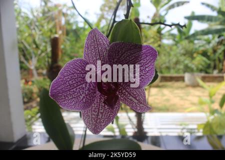 Selektiver Fokus von rosa Doritaenopsis (Phalaenopsis) Orchideen im Garten. Mit unscharfem Hintergrund. Verwendung von natürlichen Hintergründen. Stockfoto