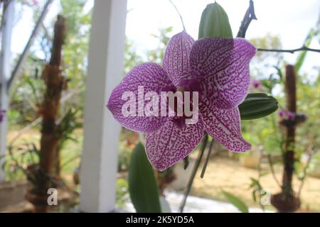 Selektiver Fokus von rosa Doritaenopsis (Phalaenopsis) Orchideen im Garten. Mit unscharfem Hintergrund. Verwendung von natürlichen Hintergründen. Stockfoto