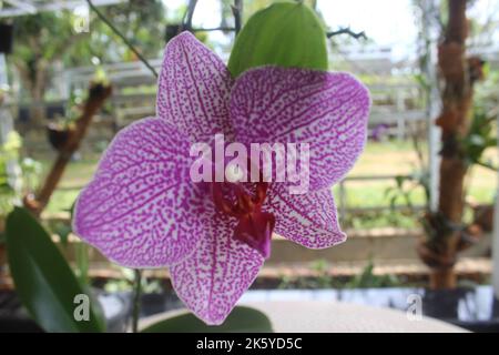 Selektiver Fokus von rosa Doritaenopsis (Phalaenopsis) Orchideen im Garten. Mit unscharfem Hintergrund. Verwendung von natürlichen Hintergründen. Stockfoto