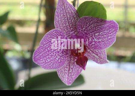 Selektiver Fokus von rosa Doritaenopsis (Phalaenopsis) Orchideen im Garten. Mit unscharfem Hintergrund. Verwendung von natürlichen Hintergründen. Stockfoto