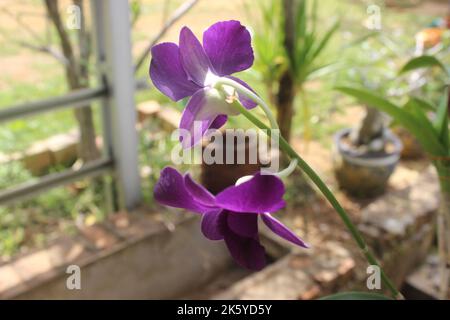 Selektiver Fokus der schönen lila larat Orchideenblüten im Garten. Mit dem lateinischen Namen Dendrobium bigibbum. Sakda Blue Orchidee. Stockfoto