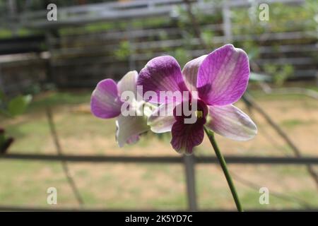 Selektiver Fokus der dendrobium larat Orchidee (bangkok Fancy) im Garten. Mit dem lateinischen Namen Dendrobium bigibbum oder Dendrobium Phalaenopsis. Stockfoto