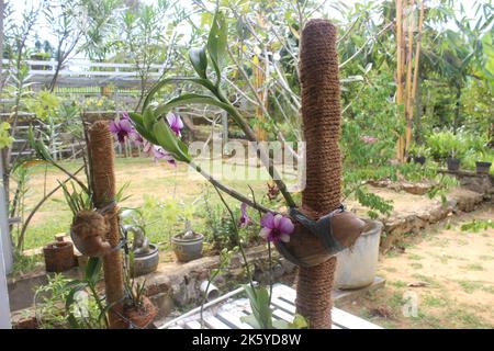 Selektiver Fokus der dendrobium larat Orchidee (bangkok Fancy) im Garten. Mit dem lateinischen Namen Dendrobium bigibbum oder Dendrobium Phalaenopsis. Stockfoto