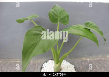 Nahaufnahme einer schönen Alocasia-Cucullata-Pflanze in einem Topf. Gut für Zierpflanzen im Haus. Stockfoto