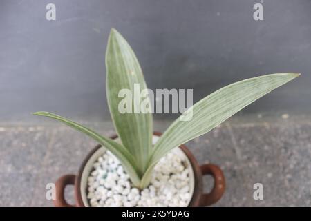 Nahaufnahme einer silbernen Sansivera-Pflanze in einem Topf auf unscharfem Hintergrund. Der indonesische Name ist die Sprache der Schwiegermutter in Silber. Zierpflanzen zu Hause Stockfoto