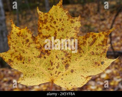 Gelbes Ahornblatt im Wald. Quebec, Kanada Stockfoto