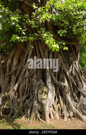 Stein Buddha Kopf verschlungen in Baumwurzeln, ein ikonisches Bild von Wat Mahathat, Ayutthaya, Thailand Stockfoto