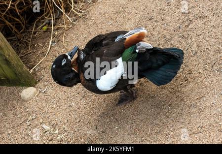 Eine australische Shelduck (Tadorna tadornoides) im Featherdale Wildlife Park in Sydney, New South Wales, Australien. (Foto von Tara Chand Malhotra) Stockfoto