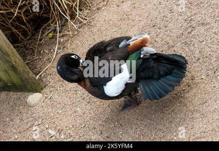 Eine australische Shelduck (Tadorna tadornoides) im Featherdale Wildlife Park in Sydney, New South Wales, Australien. (Foto von Tara Chand Malhotra) Stockfoto