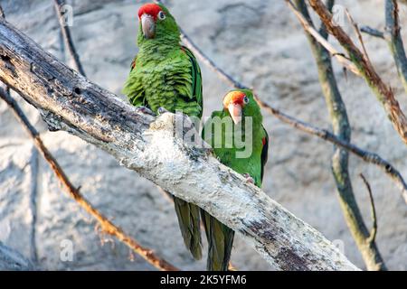 Ein Paar des Cordillerasittichs (Psittacara frontatus) sitzt auf einem Baum Stockfoto