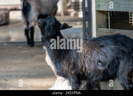 Eine einheimische schwarze Ziege (Capra hircus) im Featherdale Wildlife Park in Sydney, New South Wales, Australien. (Foto von Tara Chand Malhotra) Stockfoto