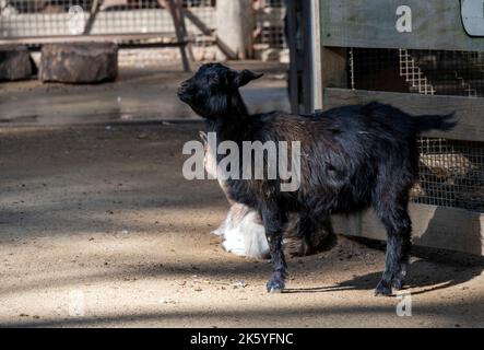 Eine einheimische schwarze Ziege (Capra hircus) im Featherdale Wildlife Park in Sydney, New South Wales, Australien. (Foto von Tara Chand Malhotra) Stockfoto