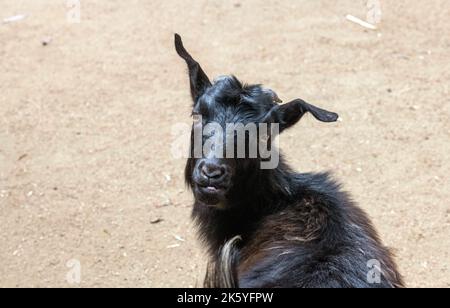 Nahaufnahme einer heimischen schwarzen Ziege (Capra hircus) im Featherdale Wildlife Park in Sydney, New South Wales, Australien. (Foto von Tara Chand Malhotra) Stockfoto