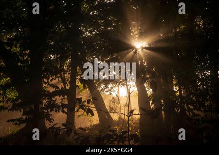 Sonnenlicht durchbricht Bäume, Fern Cliff Nature Preserve, Putnam County, Indiana, USA Stockfoto