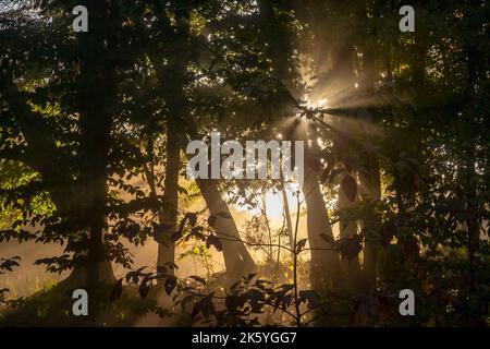 Sonnenlicht durchbricht Bäume, Fern Cliff Nature Preserve, Putnam County, Indiana, USA Stockfoto