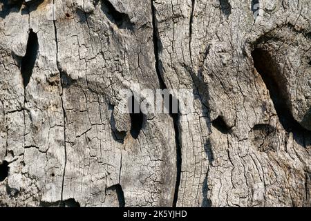 Futtertunnel eines großen steinbock-Käfers, Cerambyx cardo, im Holz einer stieligen Eiche, quercus robur Stockfoto