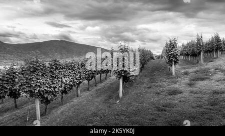 Schwarzweißfoto von Reihen auf Reben in einem Weingut in der Nähe von Osoyoos, British Columbia, Kanada Stockfoto