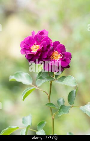 Nahaufnahme von frischen Rosen, magentafarbenen Blüten auf grünem Sommer verschwommener Hintergrund, Weichzeichnung Stockfoto