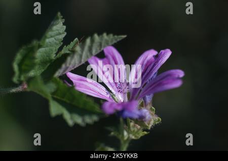 Eine selektive Fokusaufnahme einer violetten Blume, grünen Blättern und dunklem Hintergrund Stockfoto