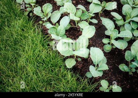 Kale auf dem Grundstück mit dem Hintergrund. Stockfoto