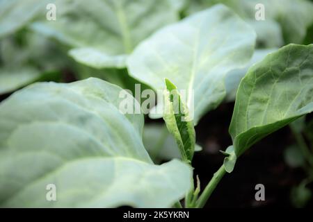 Kale mit wachsenden grünen Blättern. Stockfoto