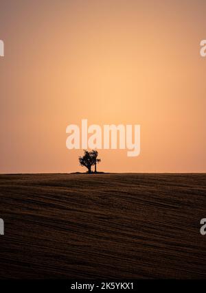 Die Vertikale des einstehenden Baumes und der Bank im Feld Stockfoto