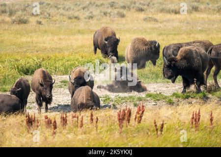 Yellowstone-Nationalpark, Wyoming, USA. Bisons stauben in einem Schwelfkorn. Stockfoto