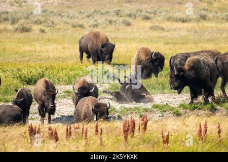 Yellowstone-Nationalpark, Wyoming, USA. Bisons stauben in einem Schwelfkorn. Stockfoto