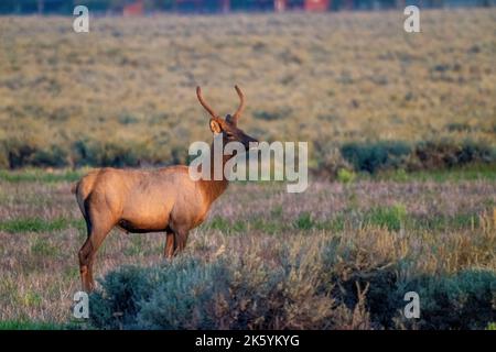 Grand Teton National Park, Wyoming, USA. Junger Bullenelch Stockfoto