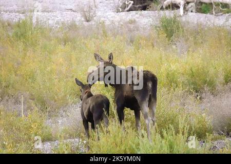 Grand Teton National Park, Wyoming, USA. Mutter Elche und Kalb am Snake River Stockfoto